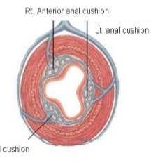 Anal cushions(Normal)