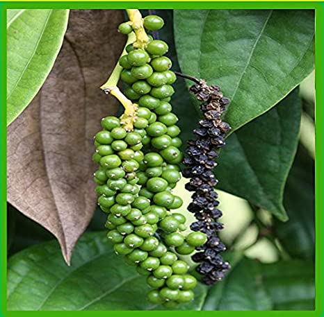 black pepper plant