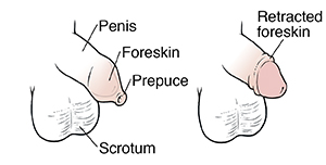 foreskin of penis